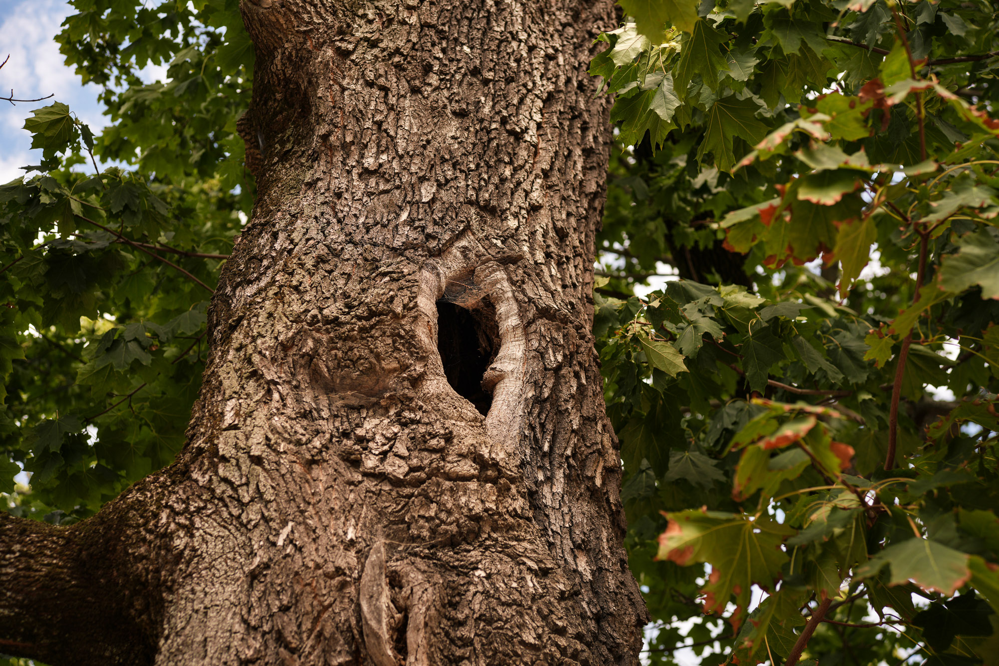 Obiektyw Voigtlander Nokton II 50 mm f/1,2 do Leica M